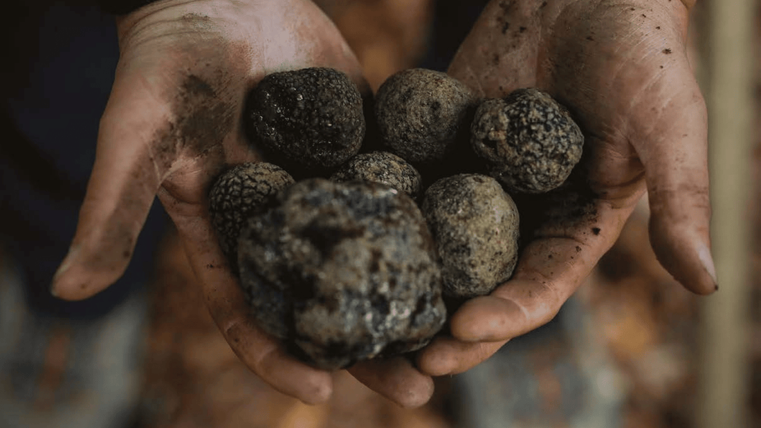 Why Your Truffle Powder Is Not Dissolving And How To Fix It