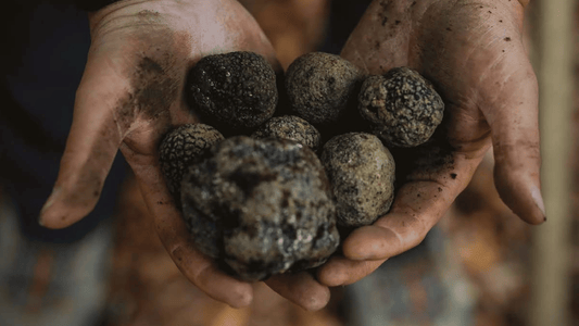 Why Your Truffle Powder Is Not Dissolving And How To Fix It