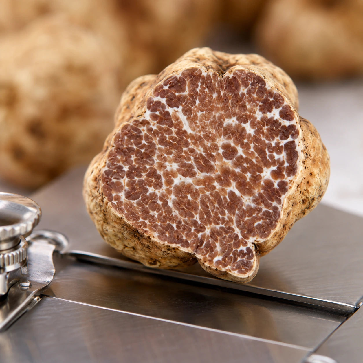 Tartufo Bianchetto – Tuber borchii